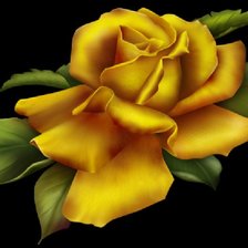 Желтая роза