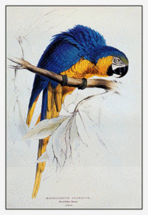 попугай - предпросмотр