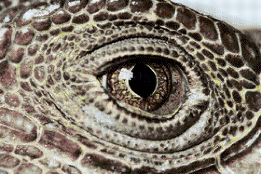 взгляд рептилии - предпросмотр