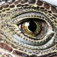 Схема вышивки «взгляд рептилии»