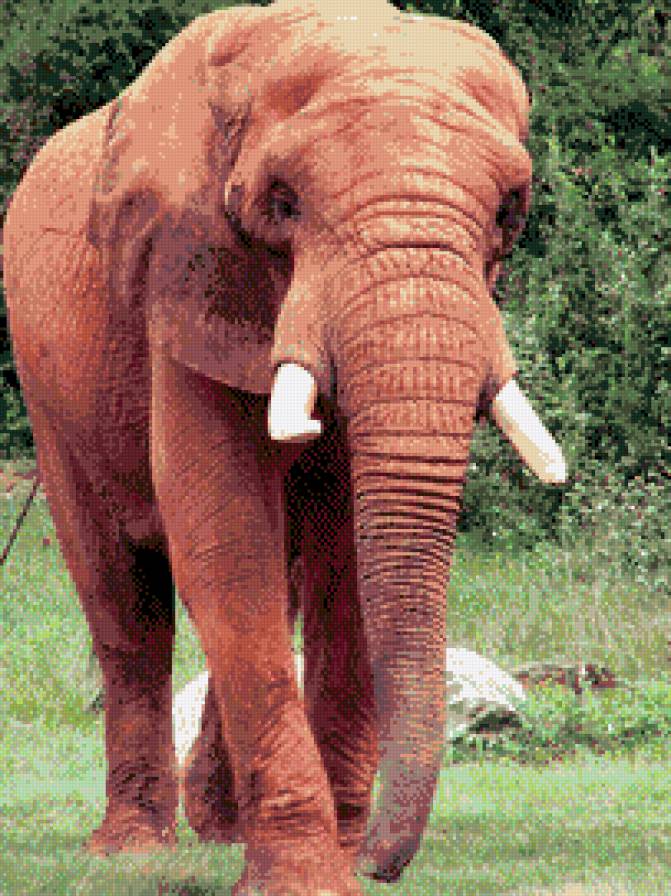 Слон - предпросмотр