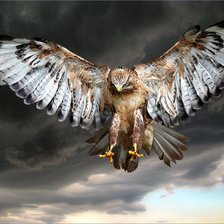 Схема вышивки «Орел»