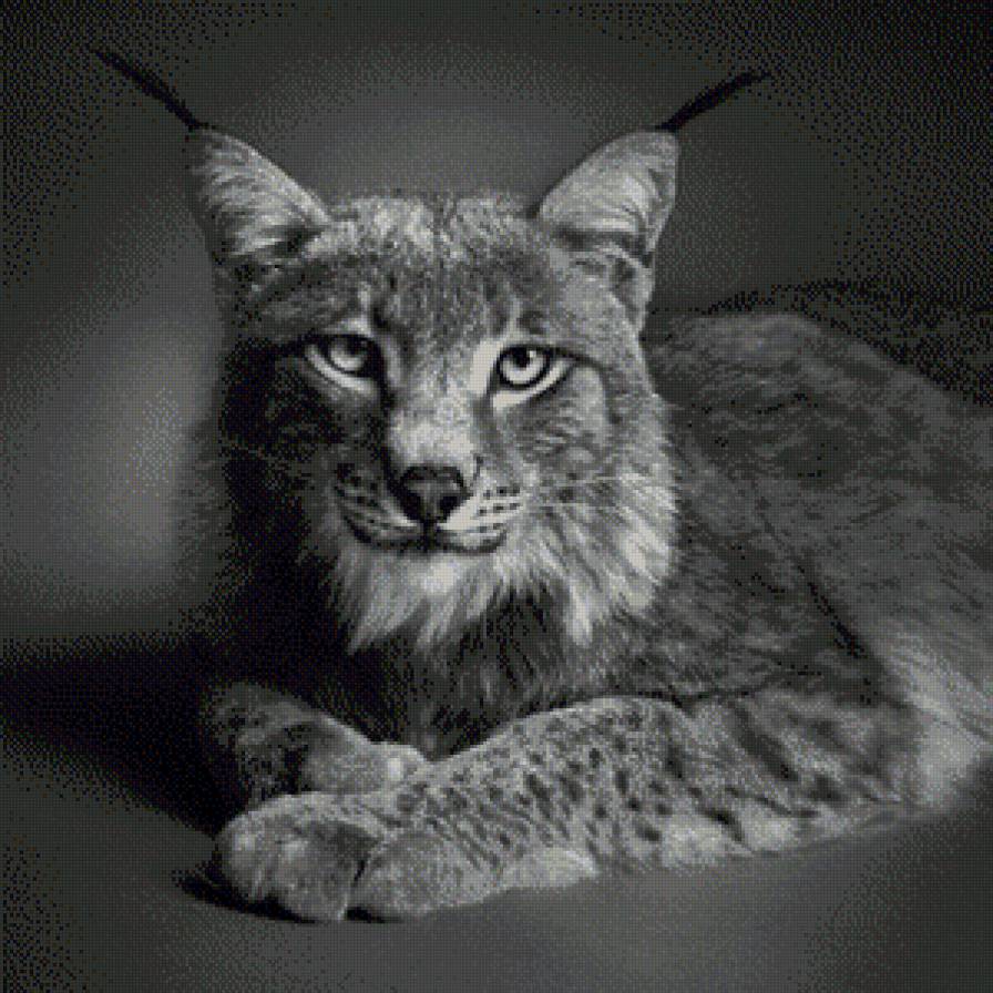 №585159 - животные - предпросмотр