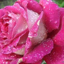 Схема вышивки «№585185»