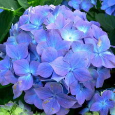 Схема вышивки «гортен»