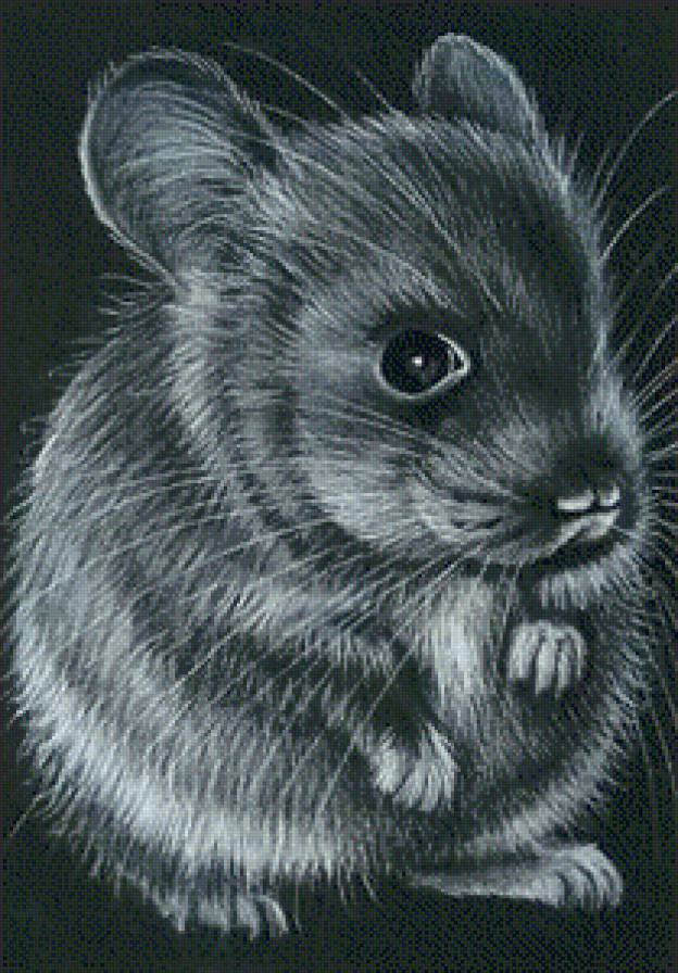 Мышка - мышка - предпросмотр