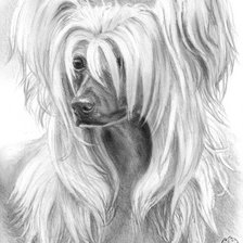 Схема вышивки «Китайская хохлатая»