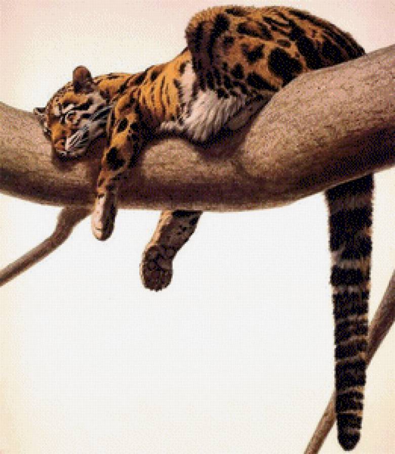 Леопард.Гай Кохелич - леопарды, живопись, гай кохелич, животные - предпросмотр