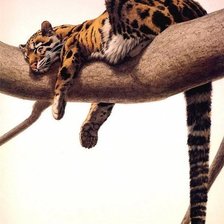 Леопард.Гай Кохелич