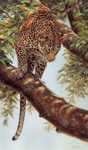 Леопард.Гай Кохелич - живопись, животные, гай кохелич, леопарды - оригинал