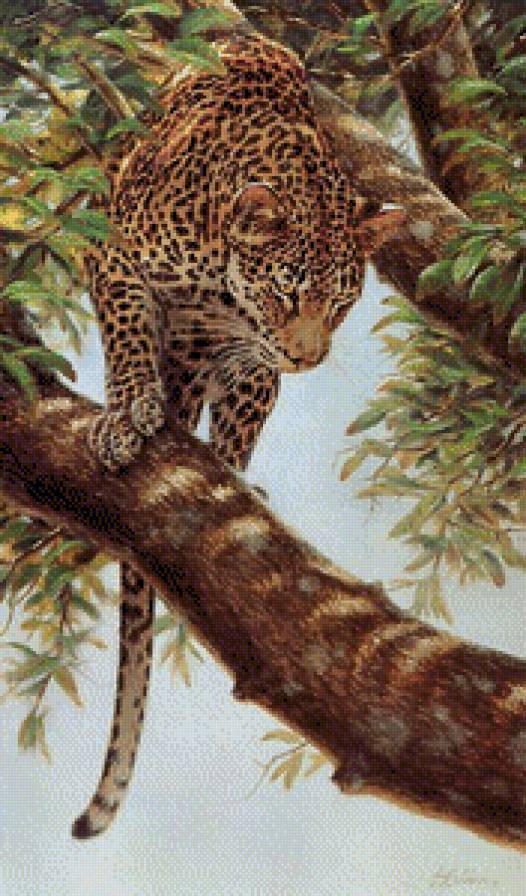 Леопард.Гай Кохелич - животные, гай кохелич, леопарды, живопись - предпросмотр