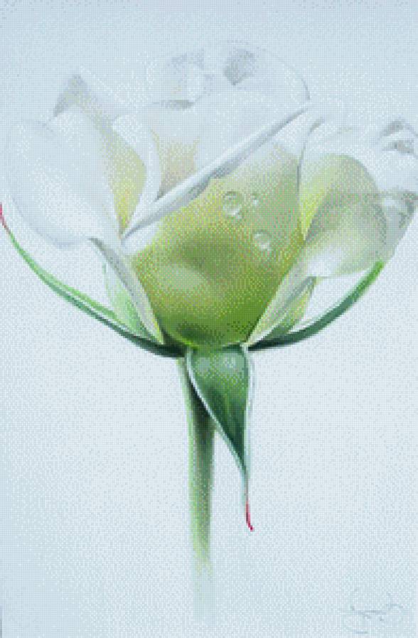 Розы.Лучков Василий - цветы, живопись, акварель, розы, лучков василий - предпросмотр