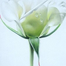 Схема вышивки «Розы.Лучков Василий»