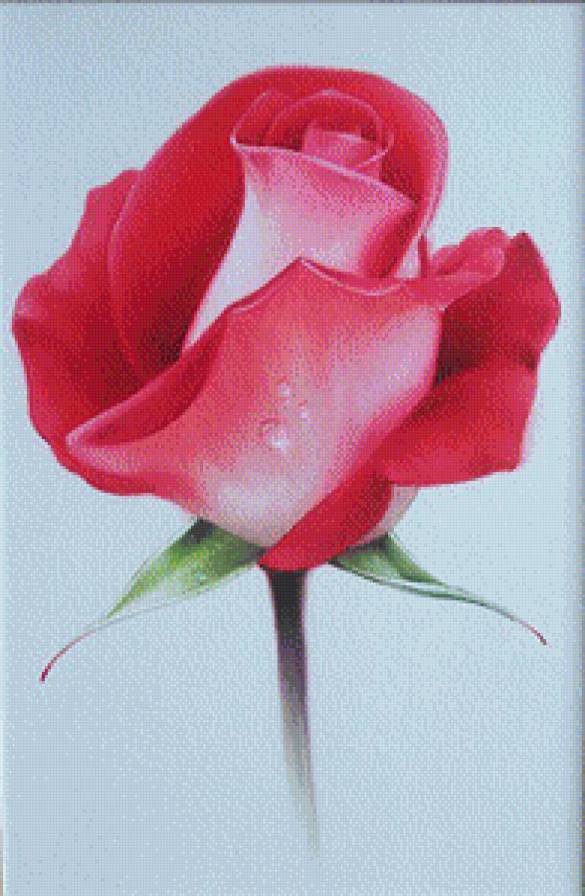 Розы.Лучков Василий - акварель, розы, лучков василий, цветы, живопись - предпросмотр