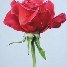 Схема вышивки «Розы.Лучков Василий»