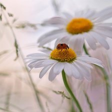 Схема вышивки «ромашки»