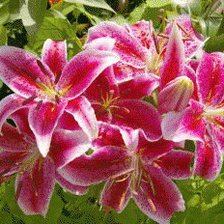 Схема вышивки «№585479»