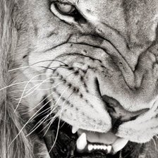 Схема вышивки «тигр»