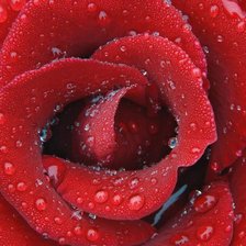 Схема вышивки «Роза»