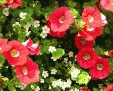 Схема вышивки «№585710»