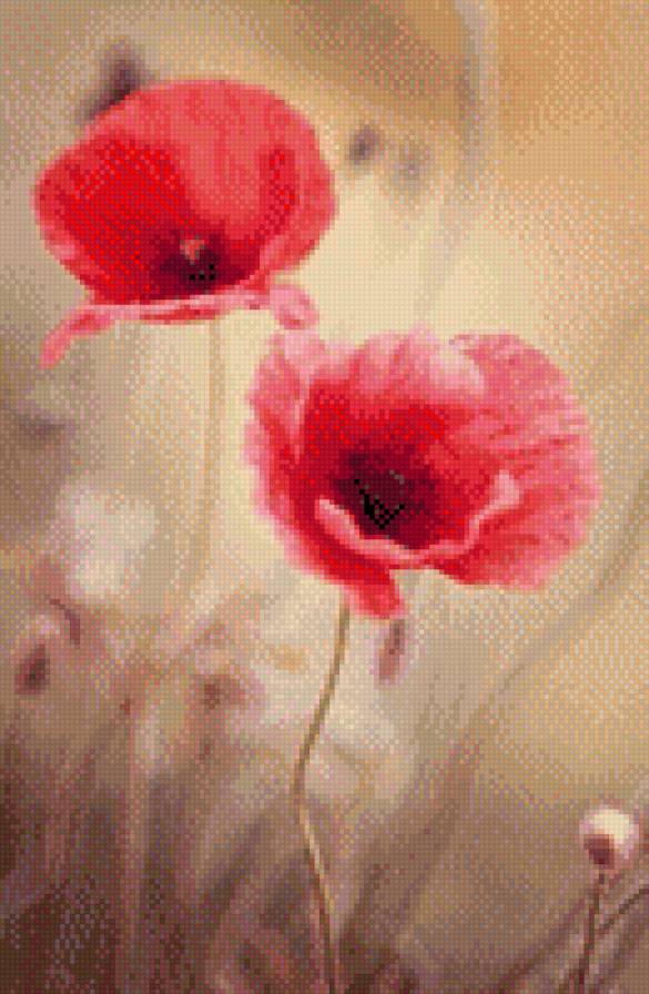 маки - акварель, цветы, мак - предпросмотр