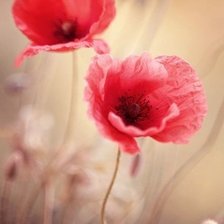 Схема вышивки «маки»