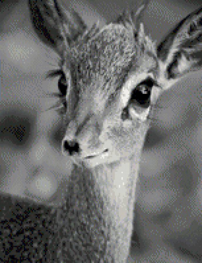 оленёнок - олененок, животные, монохром, олень - предпросмотр