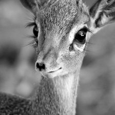 Схема вышивки «оленёнок»