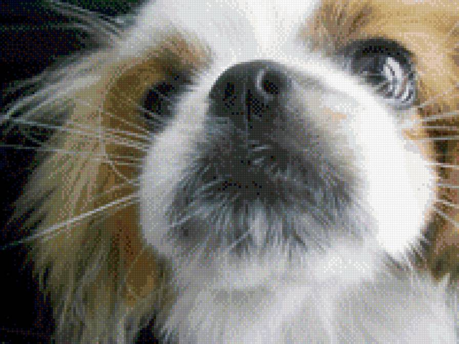 Лада - собака - предпросмотр