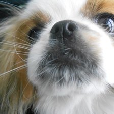 Схема вышивки «Лада»