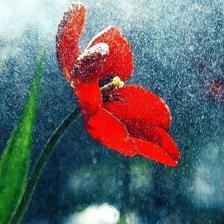 Схема вышивки «красный мак»