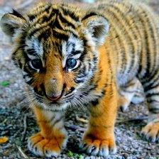 Схема вышивки «детка»