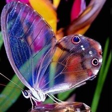 Схема вышивки «бабочка»