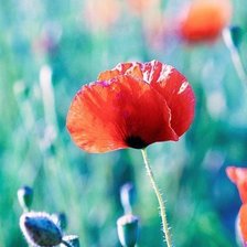 Схема вышивки «мак»