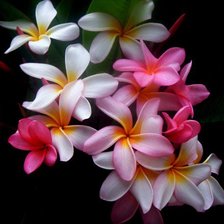 Схема вышивки «№586120»