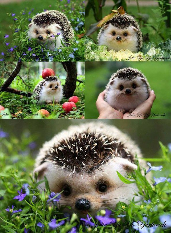 ёжик - оригинал