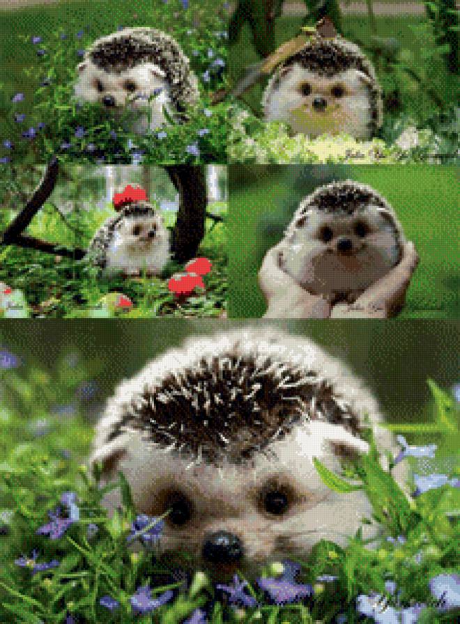 ёжик - предпросмотр