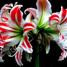 Схема вышивки «11»