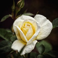 Схема вышивки «15»