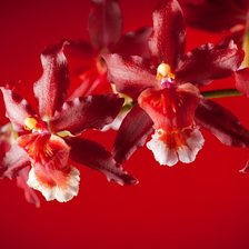 Схема вышивки «21»