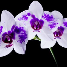 Схема вышивки «22»