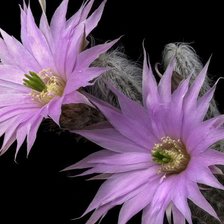 Схема вышивки «26»