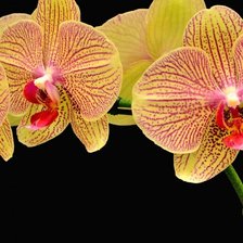 Схема вышивки «28»