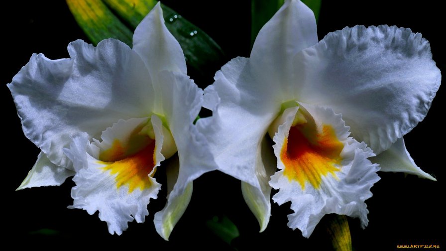 31 - цветы - оригинал