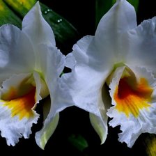 Схема вышивки «31»