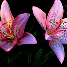 Схема вышивки «32»