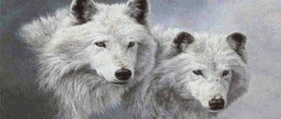 волки - волк, животные, монохром - предпросмотр