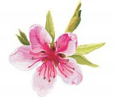 Схема вышивки «36»