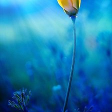 Схема вышивки «Голубое и жёлтое»