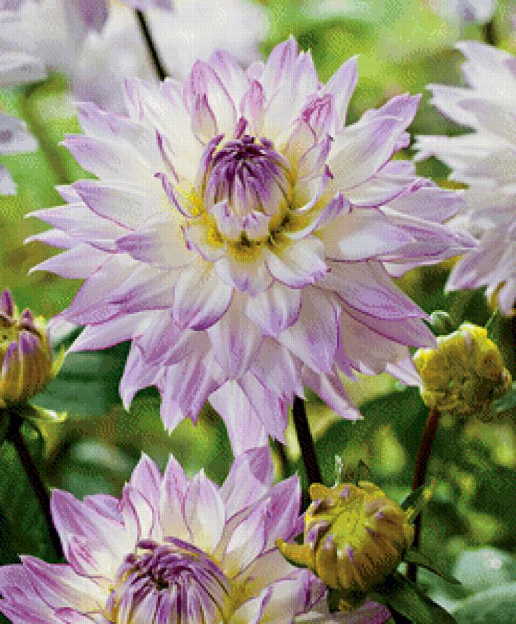 георгины - цветы - предпросмотр